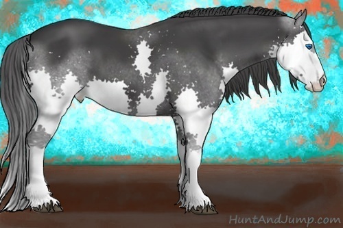 Horse Color:Black Splash 