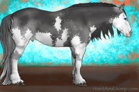 Horse Color:Black Splash 