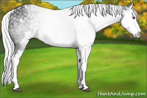 Horse Color:White Spotted Silver Grullo Chinchilla Splash