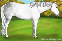 Horse Color:White Spotted Silver Grullo Chinchilla Splash 
