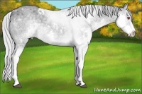 Horse Color:White Spotted Silver Grullo Chinchilla Roan Splash 
