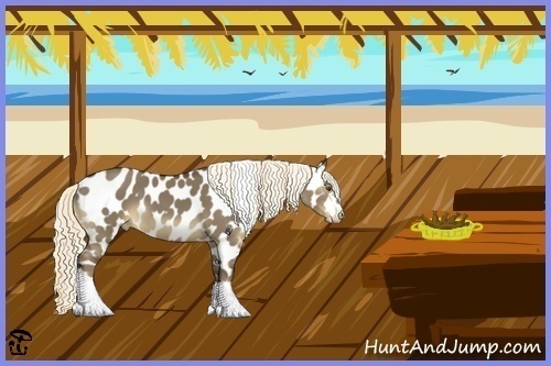 Horse Color:Liver Red Dun Appaloosa 