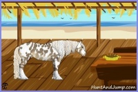 Horse Color:Liver Red Dun Appaloosa