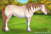 Horse Color:Gold Champagne Onyx Tobiano