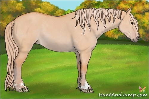 Horse Color:Watercolor Red Dun 