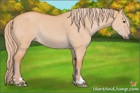 Horse Color:Watercolor Red Dun