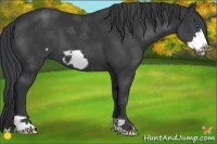 Horse Color:Black Frame 