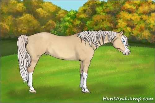 Horse Color:Silver Sable Champagne Dun Splash