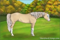 Horse Color:Silver Sable Champagne Dun Splash