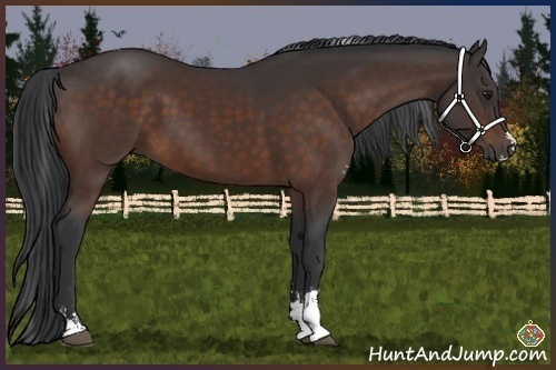 Horse Color:Brown Sabino
