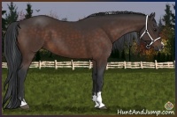 Horse Color:Brown Sabino