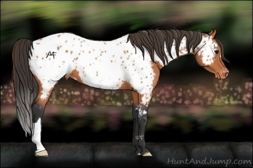 Horse Color:Bay Near Leopard
