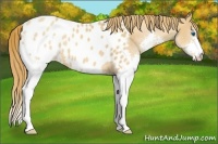 Horse Color:Gold Champagne Splash Appaloosa 