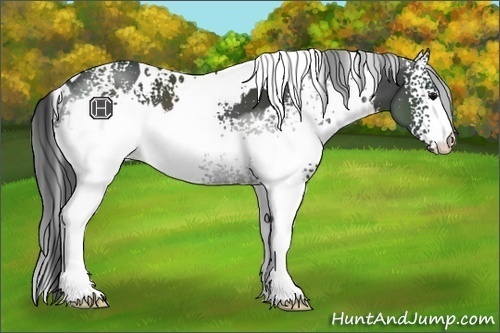 Horse Color:White Spotted Black