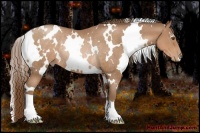 Horse Color:White Spotted Brown Pearl Rabicano