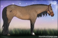 Horse Color:Brown Dun 