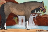 Horse Color:Brown Dun 