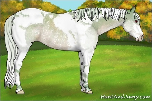 Horse Color:Watercolor Silver Bay Chinchilla Sabino Tobiano Rabicano 