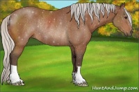 Horse Color:Silver Bay Rabicano