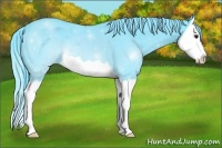 Horse Color:Watercolor Black Chinchilla Splash 