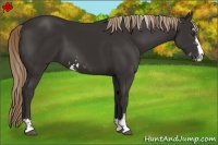 Horse Color:Liver Chestnut Sabino 