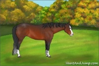 Horse Color:Bay Sabino Splash 