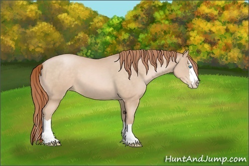 Horse Color:Buckskin Pearl Sabino Splash 