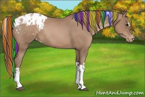 Horse Color:Painted Black Pearl Sabino Tobiano Appaloosa Rabicano