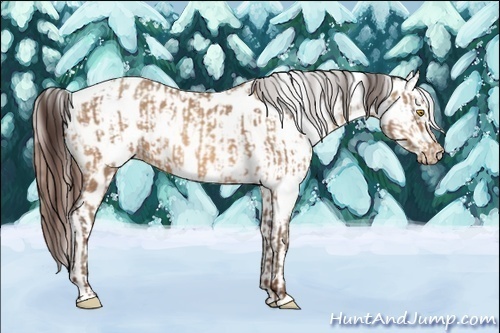 Horse Color:Sable Champagne Appaloosa  and White Spotted Sable Champagne Appaloosa 