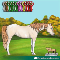 Horse Color:Classic Champagne Pearl Dun Splash Tobiano Rabicano 