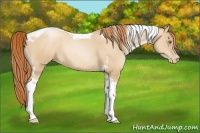 Horse Color:Classic Champagne Pearl Sabino Tobiano Rabicano