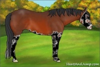 Horse Color:Brown Sabino Splash