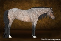 Horse Color:Buckskin Ice Roan 
