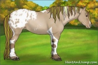 Horse Color:Painted Grullo Pearl Sabino Tobiano Blanket Rabicano