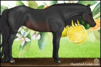 Horse Color:Brown Sabino