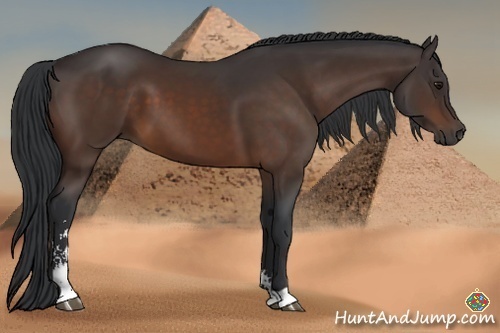 Horse Color:Brown Sabino