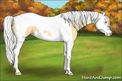 Horse Color:Silver Amber Cream Champagne Splash Tobiano