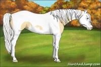 Horse Color:Silver Amber Cream Champagne Splash Tobiano 