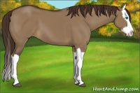 Horse Color:Liver Red Dun Splash 