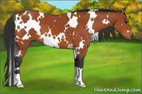 Horse Color:White Spotted Bay 