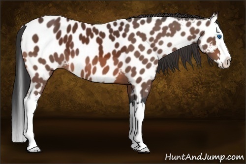 Horse Color:Bay Splash Appaloosa 