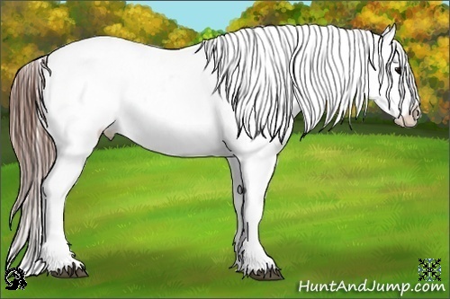 Horse Color:Black Splash Appaloosa 