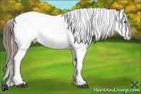 Horse Color:Black Splash Appaloosa 