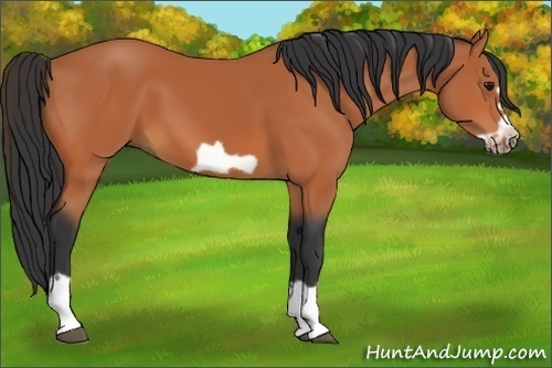 Horse Color:Bay Splash Frame