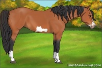 Horse Color:Bay Splash Frame 