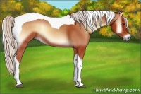 Horse Color:Silver Bay Onyx Tobiano 