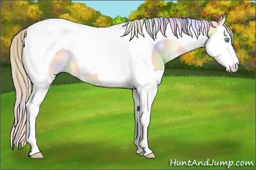 Horse Color:Nacre Perlino Dun Splash Tobiano 