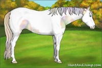 Horse Color:Nacre Perlino Dun Splash Tobiano