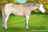 Horse Color:Nacre Palomino Roan Dun Splash