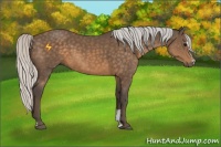 Horse Color:Silver Buckskin Sabino 
